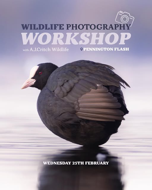 A bird in water with the details of the workshop overlaid